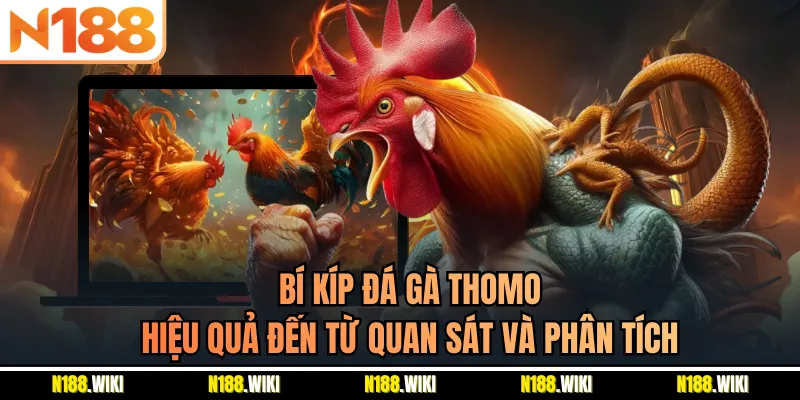 Bí kíp đá gà Thomo hiệu quả đến từ quan sát và phân tích